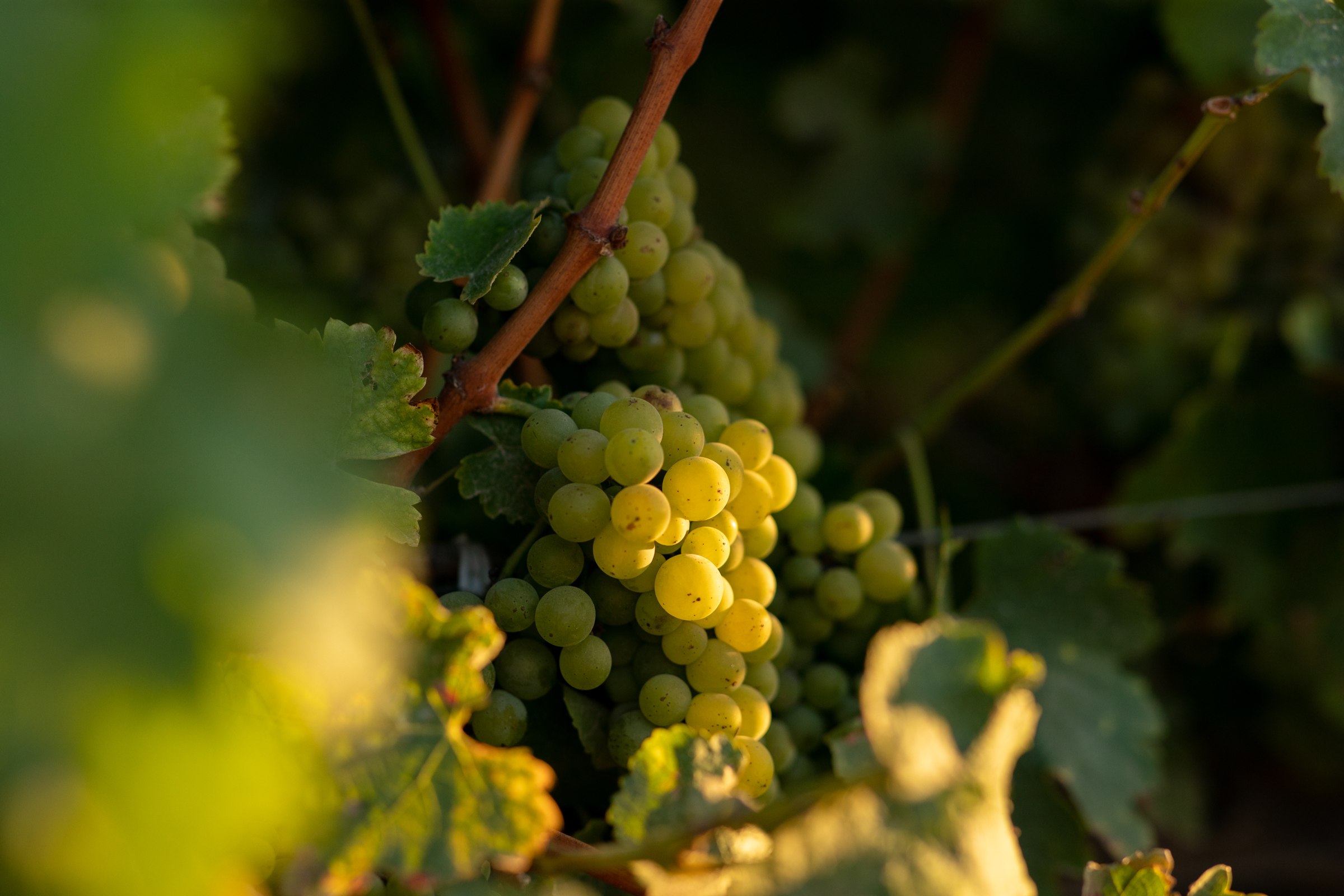 Grapes on the vine