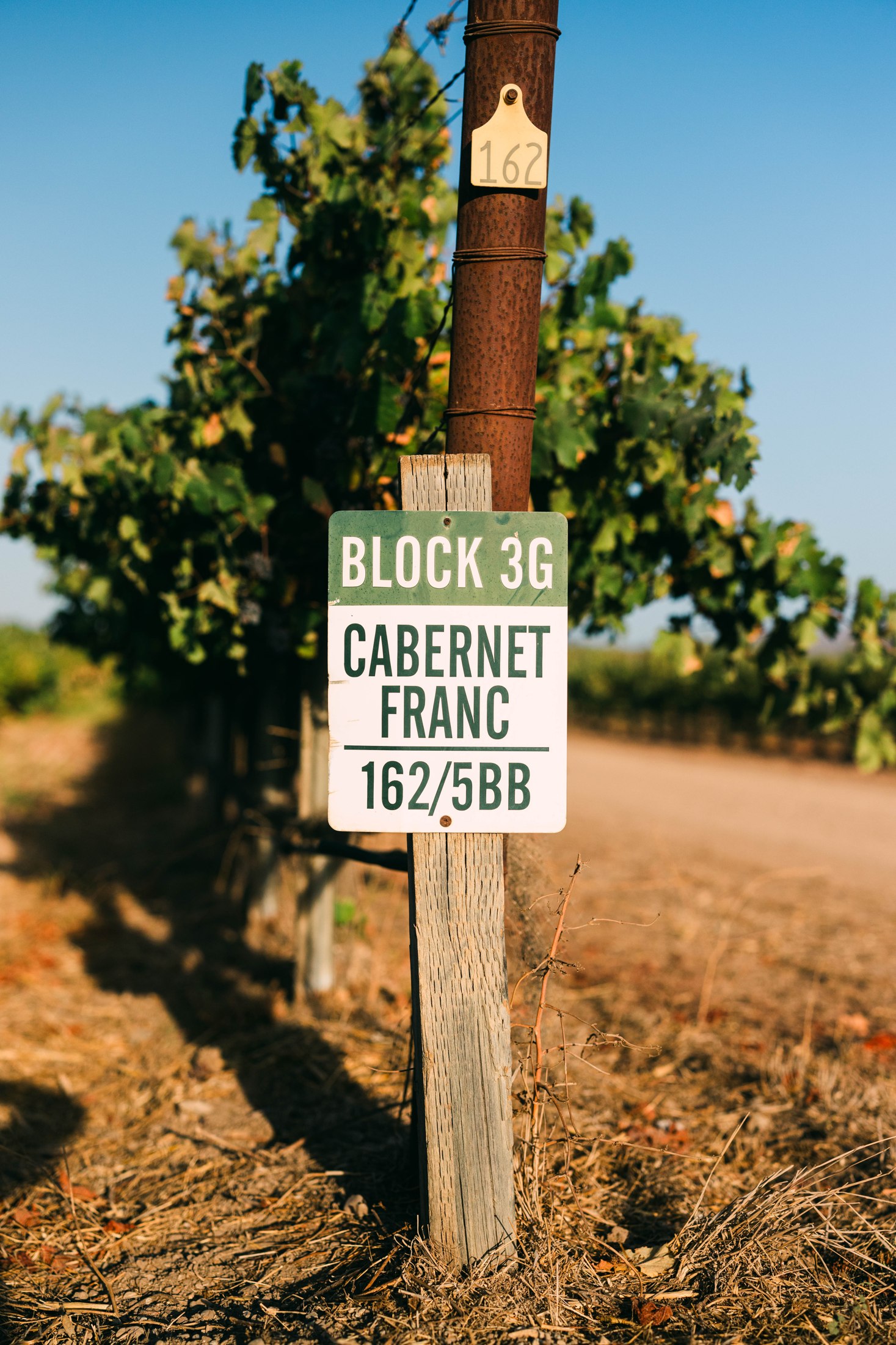 At the vineyard