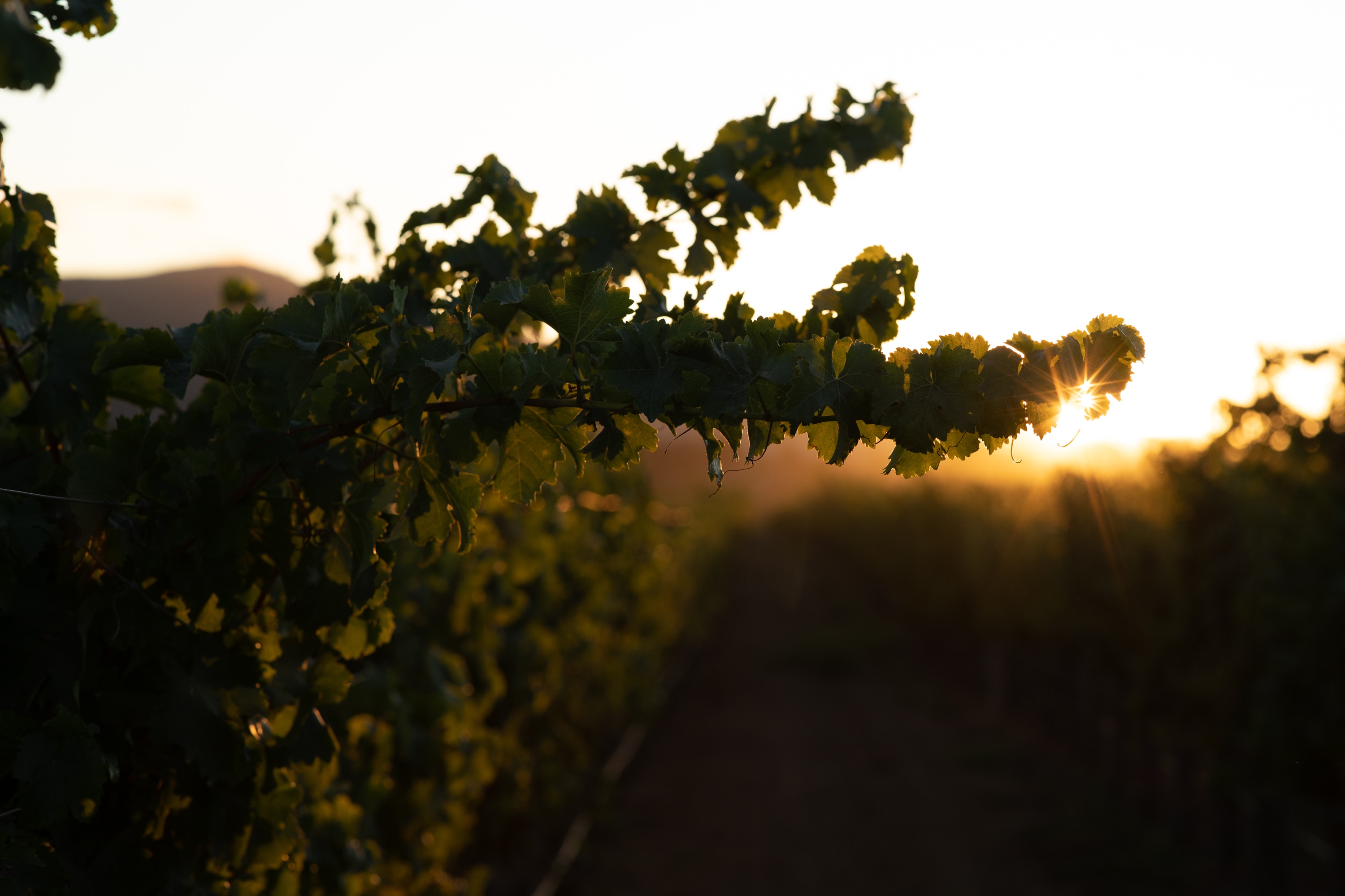 Evening sunlight through the vineyard leaves