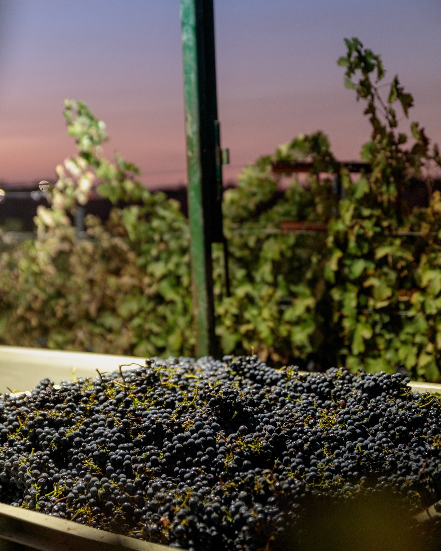 Freshly picked grapes beside the vineyard