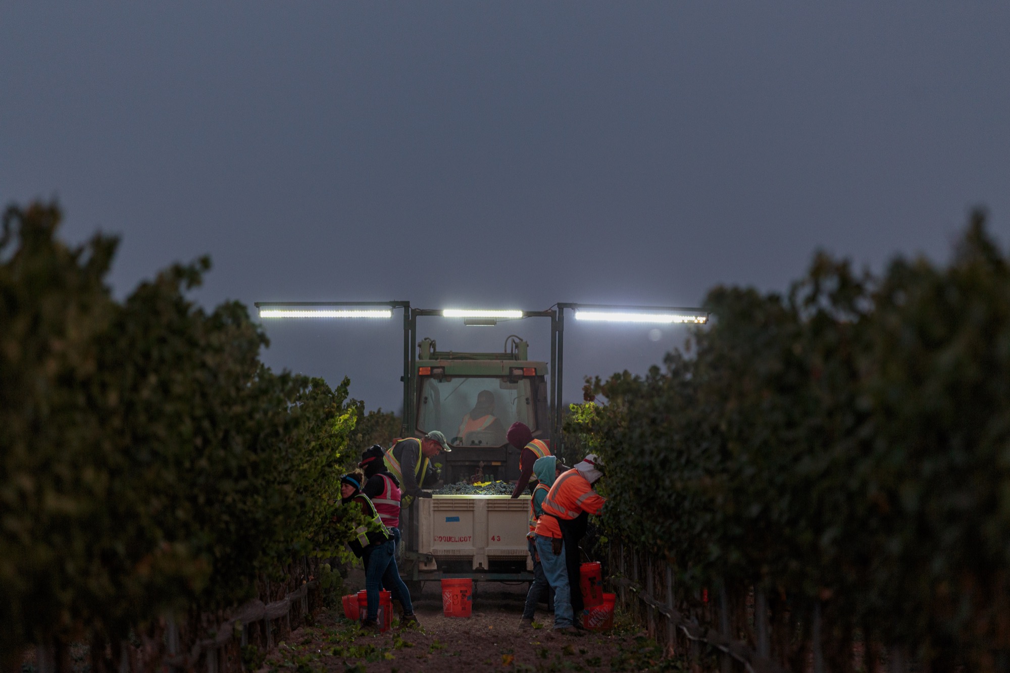 Harvest equipment between vineyard rows at night