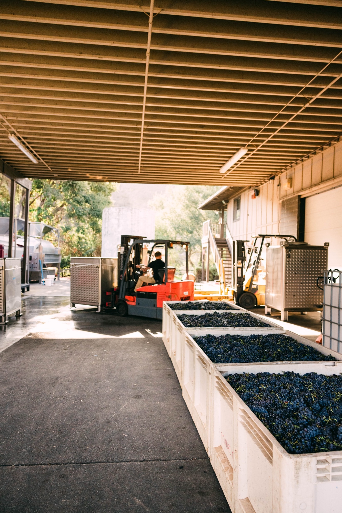 Bins of harvested grapes at the winery