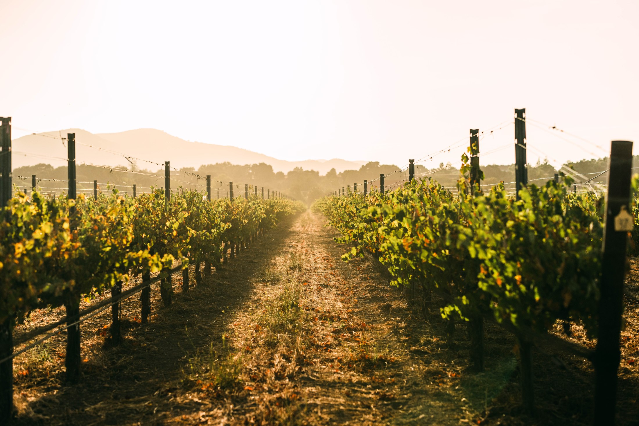 Sunlight between rows of vines
