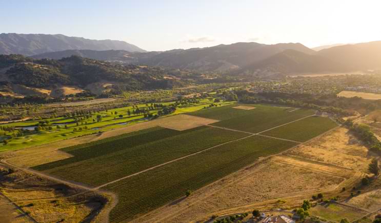 Coquelicot Estate Vineyard