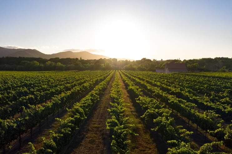 Coquelicot Estate Vineyard