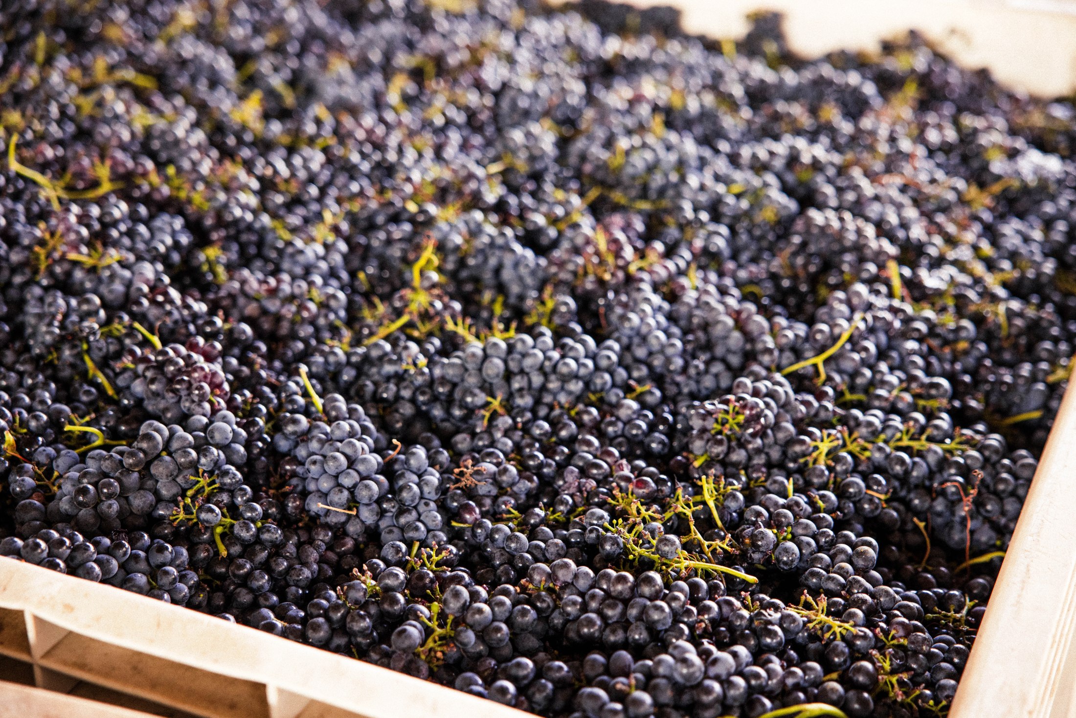 Freshly picked grapes in a harvest bin