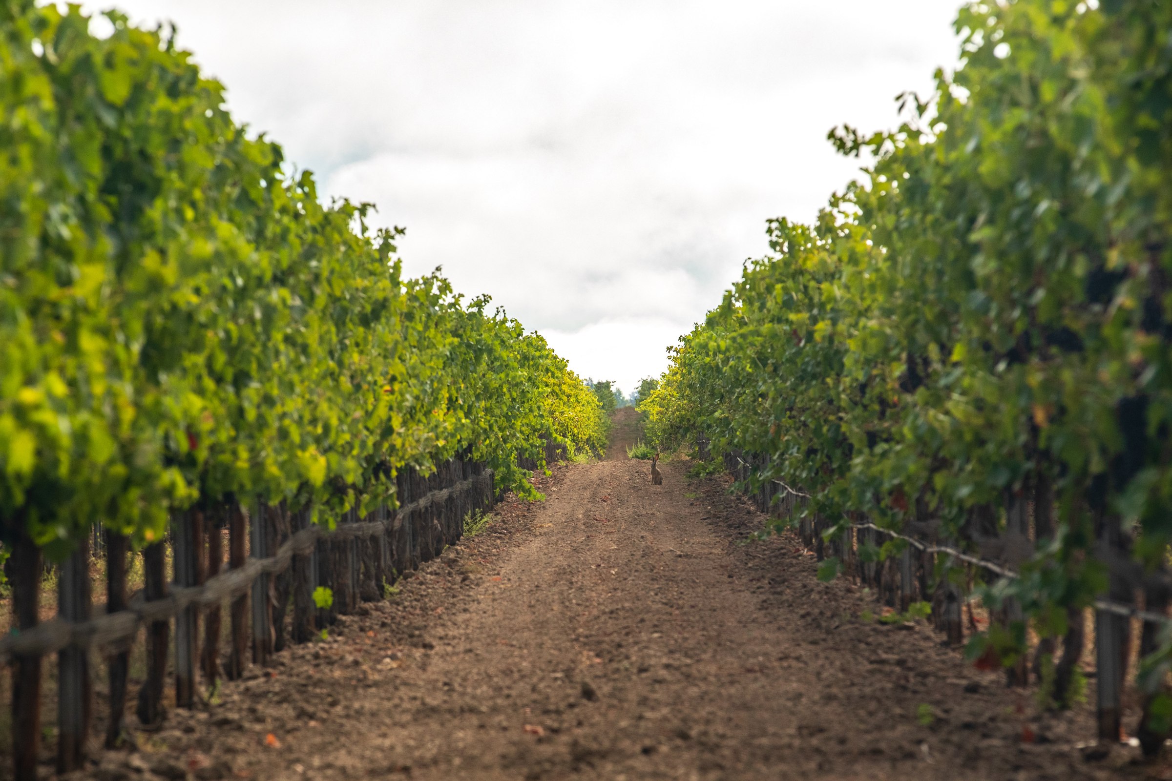 A path between the vineyard rows